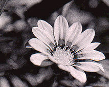 �H�ׂȂ��ł��܂񂷂�